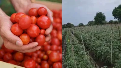 tomato- India TV Hindi