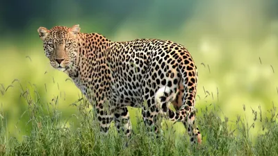 leopard attack, leopard attack chhattisgarh, chhattisgarh news- India TV Hindi