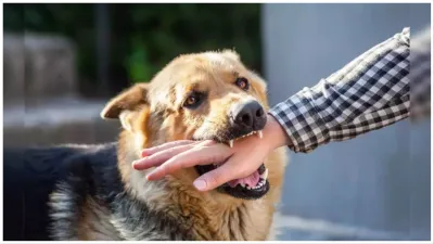 GHAZIABAD Dog bite case reaches court National Child Protection Commission asks for report from offi- India TV Hindi