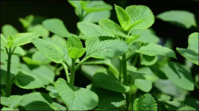 ajwain tree- India TV Hindi