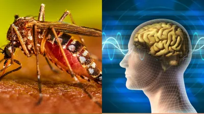 Dengue encephalitis- India TV Hindi