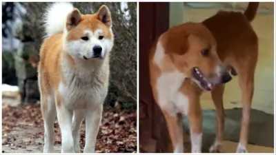 Hachiko a dog's tale STORY seen in Kerala the dog is still waiting for the deceased owner outside th- India TV Hindi