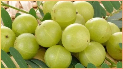 amla benefits for bad cholesterol- India TV Hindi