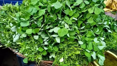 सर्दियों में खूब खाएं पालक, बथुआ और मेथी के साग, इम्यूनिटी होगी मजबूत, ये बीमारियां भी होंगी दूर - India TV Hindi