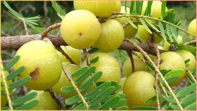  kacha amla for hair- India TV Hindi