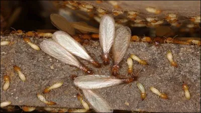 बरसाती कीड़ों की फौज को घर में घुसने से कैसे रोकें, कर लें ये उपाय, देखते  ही भाग जाएंगे कीट-पतेंगे - India TV Hindi