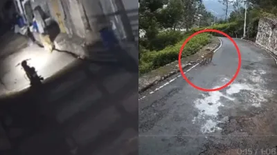 रिहायशी इलाकों में जंगली जानवरों को ...