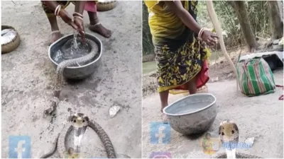 Cobra Ka Video Woman bathing cobra snake like her child if it had bitten then it would have caused d- India TV Hindi