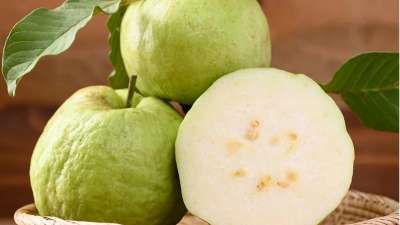 कब्ज में अमरूद (Guava for constipation): अन्य फलों की तुलना में अमरूद में फाइबर ज्यादा होता है। एक अमरूद में 12 प्रतिशत फाइबर होता है जो इसे पाचन स्वास्थ्य के लिए बेहद फायदेमंद बनाता है। ये पेट का मेटाबोलिक रेट बढ़ाने के साथ, बॉवेल मूवमेंट को तेज करता है और कब्ज से बचाता है। कब्ज में खाली पेट नमक लगाकर अमरूद खाएं।