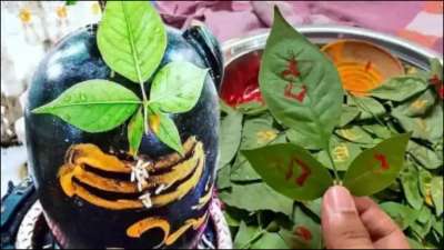 महाशिवरात्रि के दिन भगवान भोलेनाथ को प्रसन्न करने के लिए शिवलिंग पर बेलपत्र चढ़ाया जाता है। कुछ लोग शिवलिंग पर चढ़ाए हुए बेलपत्र खाते भी हैं। कहा जाता है कि इससे कई बीमारियां दूर होती है। आयुर्वेद में भी बेल का महत्व होता है। महाशिवरात्रि के दिन भगवान भोलेनाथ को प्रसन्न करने के लिए शिवलिंग पर बेलपत्र चढ़ाया जाता है। कुछ लोग शिवलिंग पर चढ़ाए हुए बेलपत्र खाते भी हैं। कहा जाता है कि इससे कई बीमारियां दूर होती है। आयुर्वेद में भी बेल का महत्व होता है।