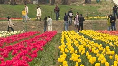 ये तस्वीरें हैं कश्मीर के खूबसूरत ज़बरवान पहाड़ियों और डल झील के दामन में स्थित ट्यूलिप गार्डन की। एशिया का सबसे बड़ा ट्यूलिप बाग देशभर के लोगों का आकर्षण बन चुका है। बाग के खुलते ही पर्यटकों का तांता लग गया है। पर्यटकों को लुभाने के लिए इस वर्ष बाग में 74 किस्मों के 17 लाख ट्यूलिप के फूल लगाए गए हैं, जो अगले एक महीने तक अपने मेहमानों का स्वागत करेंगे।