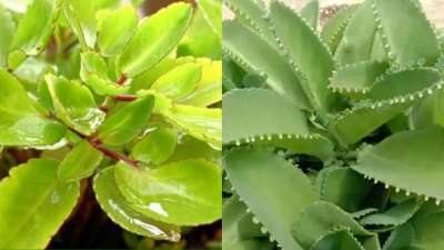 पथरचट्टा एल्कलॉइड्स, फ्लेवोनोइड्स , ग्लाइकोसाइड्स, कार्डिएनोलाइड्स और स्टेरॉयड जैसे बायोएक्टिव गुणों से भरपूर है। इनके पत्तों में एंटीबैक्टीरियल, एंटीफंगल और कई प्रकार के एंटीऑक्सीडेंट्स होते हैं जो कि शरीर को कई बीमारियों से बचाव में मदद करते हैं। तो, आज हम जानेंगे उन बीमारियों के बारे में जिनमें पथरचट्टा का सेवन फायदेमंद है। साथ ही जानेंगे पत्थरचट्टा के पत्ते कैसे खाएं।
पथरचट्टा एल्कलॉइड्स, फ्लेवोनोइड्स , ग्लाइकोसाइड्स, कार्डिएनोलाइड्स और स्टेरॉयड जैसे बायोएक्टिव गुणों से भरपूर है। इनके पत्तों में एंटीबैक्टीरियल, एंटीफंगल और कई प्रकार के एंटीऑक्सीडेंट्स होते हैं जो कि शरीर को कई बीमारियों से बचाव में मदद करते हैं। तो, आज हम जानेंगे उन बीमारियों के बारे में जिनमें पथरचट्टा का सेवन फायदेमंद है। साथ ही जानेंगे पत्थरचट्टा के पत्ते कैसे खाएं।
