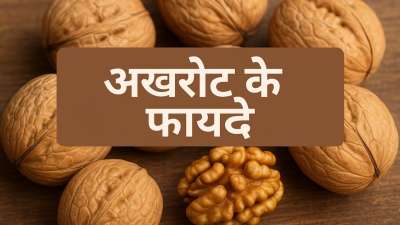 रोजाना अखरोट खाने से शरीर को कई तरह के फायदे मिलते हैं, क्योंकि यह पोषक तत्वों से भरपूर होता है। इसे अक्सर 'ब्रेन फूड' भी कहा जाता है क्योंकि यह मस्तिष्क के आकार जैसा दिखता है और दिमागी स्वास्थ्य के लिए बहुत फायदेमंद होता है। चलिए बताते हैं अखरोट खाने से क्या फायदे मिलते हैं?
रोजाना अखरोट खाने से शरीर को कई तरह के फायदे मिलते हैं, क्योंकि यह पोषक तत्वों से भरपूर होता है। इसे अक्सर 'ब्रेन फूड' भी कहा जाता है क्योंकि यह मस्तिष्क के आकार जैसा दिखता है और दिमागी स्वास्थ्य के लिए बहुत फायदेमंद होता है। चलिए बताते हैं अखरोट खाने से क्या फायदे मिलते हैं?