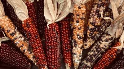 भारत में मक्का एक प्रमुख फसल है जो पशुओं के चारे, खाद्य पदार्थ और औद्योगिक इस्तेमाल के लिए उगाई जाती है। देश के कई राज्य ऐसे हैं जहां मक्के की खेती जमकर होती है। आज हम आपको 5 ऐसे राज्यों के बारे में बताने जा रहे हैं जहां मक्के का उत्पादन सबसे ज्यादा होता है। इनमें से भी 3 राज्य तो ऐसे हैं जिनमें बेहद करीबी मुकाबला है। (2023-24 के आंकड़े एग्रीएक्सचेंज से) भारत में मक्का एक प्रमुख फसल है जो पशुओं के चारे, खाद्य पदार्थ और औद्योगिक इस्तेमाल के लिए उगाई जाती है। देश के कई राज्य ऐसे हैं जहां मक्के की खेती जमकर होती है। आज हम आपको 5 ऐसे राज्यों के बारे में बताने जा रहे हैं जहां मक्के का उत्पादन सबसे ज्यादा होता है। इनमें से भी 3 राज्य तो ऐसे हैं जिनमें बेहद करीबी मुकाबला है। (2023-24 के आंकड़े एग्रीएक्सचेंज से)