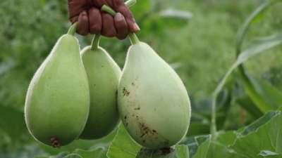 लौकी एक पौष्टिक और हल्की सब्जी है जो अपने गुणों के कारण अक्सर चर्चा में रहती है। यह भले ही तमाम लोगों को पसंद न आती हो, लेकिन यह पानी, फाइबर, विटामिन और खनिजों से भरपूर होती है। यह पाचन को बेहतर बनाती है, वजन घटाने में मदद करती है और शरीर को ठंडक देती है। कम कैलोरी और उच्च पोषण के कारण यह डायबिटीज और हृदय रोगियों के लिए भी फायदेमंद है। आज हम आपको देश के 5 सबसे बड़े लौकी उत्पादक राज्यों के बारे में बताने जा रहे हैं: लौकी एक पौष्टिक और हल्की सब्जी है जो अपने गुणों के कारण अक्सर चर्चा में रहती है। यह भले ही तमाम लोगों को पसंद न आती हो, लेकिन यह पानी, फाइबर, विटामिन और खनिजों से भरपूर होती है। यह पाचन को बेहतर बनाती है, वजन घटाने में मदद करती है और शरीर को ठंडक देती है। कम कैलोरी और उच्च पोषण के कारण यह डायबिटीज और हृदय रोगियों के लिए भी फायदेमंद है। आज हम आपको देश के 5 सबसे बड़े लौकी उत्पादक राज्यों के बारे में बताने जा रहे हैं: