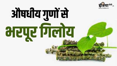 गिलोय में औषधीय गुणों की अच्छी खासी मात्रा पाई जाती है। आयुर्वेद के मुताबिक गिलोय सेहत के लिए वरदान साबित हो सकती है। अगर आप सही मात्रा में और सही तरीके से इस औषधि का सेवन करते हैं, तो आप सेहत से जुड़ी कई समस्याओं के खतरे को कम कर सकते हैं। गिलोय में औषधीय गुणों की अच्छी खासी मात्रा पाई जाती है। आयुर्वेद के मुताबिक गिलोय सेहत के लिए वरदान साबित हो सकती है। अगर आप सही मात्रा में और सही तरीके से इस औषधि का सेवन करते हैं, तो आप सेहत से जुड़ी कई समस्याओं के खतरे को कम कर सकते हैं।