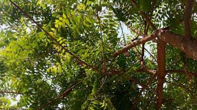 Neem Daatun for Shani and Mangal Remedies: नीम का पेड़ भारतीय संस्कृति और आयुर्वेद में सिर्फ औषधि नहीं, बल्कि सकारात्मक ऊर्जा और ग्रहों के संतुलन का प्रतीक माना गया है। नीम की दातुन जहां दांतों की सफाई के लिए फायदेमंद है, वहीं यह घर की नकारात्मक ऊर्जा को दूर करने और जीवन में शांति लाने का भी असरदार उपाय है। वास्तु और ज्योतिष दोनों में नीम को मंगल, शनि, राहु और बुध ग्रह से जुड़ा हुआ माना जाता है। आइए जानते हैं नीम की दातुन के अद्भुत फायदे।
Neem Daatun for Shani and Mangal Remedies: नीम का पेड़ भारतीय संस्कृति और आयुर्वेद में सिर्फ औषधि नहीं, बल्कि सकारात्मक ऊर्जा और ग्रहों के संतुलन का प्रतीक माना गया है। नीम की दातुन जहां दांतों की सफाई के लिए फायदेमंद है, वहीं यह घर की नकारात्मक ऊर्जा को दूर करने और जीवन में शांति लाने का भी असरदार उपाय है। वास्तु और ज्योतिष दोनों में नीम को मंगल, शनि, राहु और बुध ग्रह से जुड़ा हुआ माना जाता है। आइए जानते हैं नीम की दातुन के अद्भुत फायदे।