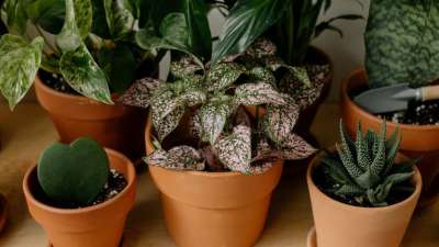 Best Vastu Plants for Clean Air: देशभर में बढ़ते प्रदूषण से आम लोगों का जीना मुश्किल हो गया है। सांस लेने लायक साफ हवा अब कई शहरों में दुर्लभ होती जा रही है। ऐसे में प्रकृति से जुड़कर आप खुद अपने घर की हवा को शुद्ध बना सकते हैं। कुछ खास इनडोर पौधे ऐसे हैं, जो न सिर्फ प्रदूषण को खत्म करते हैं बल्कि घर में सुख-समृद्धि और पॉजिटिविटी भी लाते हैं। आइए जानते हैं ऐसे 5 पौधों के बारे में जिन्हें घर में लगाना बेहद लाभकारी माना गया है।
Best Vastu Plants for Clean Air: देशभर में बढ़ते प्रदूषण से आम लोगों का जीना मुश्किल हो गया है। सांस लेने लायक साफ हवा अब कई शहरों में दुर्लभ होती जा रही है। ऐसे में प्रकृति से जुड़कर आप खुद अपने घर की हवा को शुद्ध बना सकते हैं। कुछ खास इनडोर पौधे ऐसे हैं, जो न सिर्फ प्रदूषण को खत्म करते हैं बल्कि घर में सुख-समृद्धि और पॉजिटिविटी भी लाते हैं। आइए जानते हैं ऐसे 5 पौधों के बारे में जिन्हें घर में लगाना बेहद लाभकारी माना गया है।