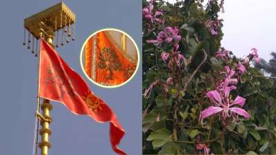 राम मंदिर पर लहराने वाली धर्म ध्वजा पर ॐ, सूर्य और कोविदार वृक्ष अंकित हैं। सूर्य जहां वीरता, ऊर्जा और श्रीराम के सूर्यवंशी होने का प्रतीक हैं वहीं ॐ शाश्वत ध्वनि का प्रतीक है। वहीं कोविदार वृक्ष को अयोध्या की प्राचीन परंपरा का प्रतीक माना जाता है। सिर्फ यही नहीं कोविदार वृक्ष कई औषधियों का स्रोत भी माना जाता है। राम मंदिर पर लहराने वाली धर्म ध्वजा पर ॐ, सूर्य और कोविदार वृक्ष अंकित हैं। सूर्य जहां वीरता, ऊर्जा और श्रीराम के सूर्यवंशी होने का प्रतीक हैं वहीं ॐ शाश्वत ध्वनि का प्रतीक है। वहीं कोविदार वृक्ष को अयोध्या की प्राचीन परंपरा का प्रतीक माना जाता है। सिर्फ यही नहीं कोविदार वृक्ष कई औषधियों का स्रोत भी माना जाता है।
