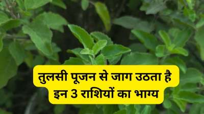 ज्योतिष शास्त्र में कुछ राशियों के लिए तुलसी की पूजा करना बेहद शुभ माना गया है। इन राशियों को तुलसी की पूजा करने से सौभाग्य की प्राप्ति होती है। अगर ये लोग निरंतर तुलसी की पूजा करते हैं तो हर प्रकार का सुख इन्हें जीवन में मिल सकता है। आज हम आपको इन्हीं राशियों के बारे में जानकारी देंगे। ज्योतिष शास्त्र में कुछ राशियों के लिए तुलसी की पूजा करना बेहद शुभ माना गया है। इन राशियों को तुलसी की पूजा करने से सौभाग्य की प्राप्ति होती है। अगर ये लोग निरंतर तुलसी की पूजा करते हैं तो हर प्रकार का सुख इन्हें जीवन में मिल सकता है। आज हम आपको इन्हीं राशियों के बारे में जानकारी देंगे।