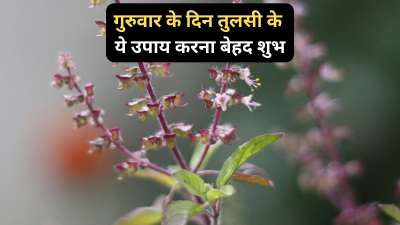 हिंदू धर्म में गुरुवार के दिन को बेहद खास माना जाता है। यह दिन देवी लक्ष्मी, भगवान विष्णु और देव गुरु बृहस्पति से संबंधित है। इसलिए गुरुवार के दिन तुलसी के उपाय करना भी शुभ होता है क्योंकि तुलसी, भगवान विष्णु को अति प्रिय है। ऐसे में आज हम आपको तुलसी के कुछ ऐसे उपायों को बारे में बताने जा रहे हैं जिन्हें आप गुरुवार के दिन करके करियर और आर्थिक क्षेत्र में उन्नति पा सकते हैं।
हिंदू धर्म में गुरुवार के दिन को बेहद खास माना जाता है। यह दिन देवी लक्ष्मी, भगवान विष्णु और देव गुरु बृहस्पति से संबंधित है। इसलिए गुरुवार के दिन तुलसी के उपाय करना भी शुभ होता है क्योंकि तुलसी, भगवान विष्णु को अति प्रिय है। ऐसे में आज हम आपको तुलसी के कुछ ऐसे उपायों को बारे में बताने जा रहे हैं जिन्हें आप गुरुवार के दिन करके करियर और आर्थिक क्षेत्र में उन्नति पा सकते हैं।