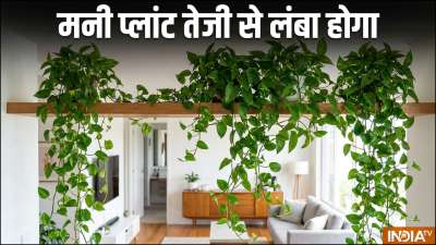 मनी प्लांट ऐसा पौधा है जो घर की खूबसूरती में चार चांद लगा देता है। लेकिन कुछ लोगों के घर में लगा मनी प्लांट सूखने लगता है। पत्तियां पीली पड़ जाती है। इसकी वजह मनी प्लांट की सही देखभाल नहीं करना है। मनी प्लांट तेजी से बढ़े इसके लिए कुछ टिप्स को जरूर फॉलो करें।
मनी प्लांट ऐसा पौधा है जो घर की खूबसूरती में चार चांद लगा देता है। लेकिन कुछ लोगों के घर में लगा मनी प्लांट सूखने लगता है। पत्तियां पीली पड़ जाती है। इसकी वजह मनी प्लांट की सही देखभाल नहीं करना है। मनी प्लांट तेजी से बढ़े इसके लिए कुछ टिप्स को जरूर फॉलो करें।