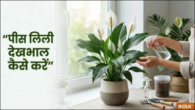 पीस लिली के पौधे की अच्छी ग्रोथ और ढेर सारे फूलों के लिए इसे डायरेक्ट सनलाइट से बचाएं। इस पौधे को छनकर आने वाली धूप पसंद होती है। नम मिट्टी और हर 15 दिन में पत्तियों की सफाई की जरूरत होती है। इस पौधे को ज्यादा खाद की जरूरत नहीं होती है। पीस लिली के पौधे की अच्छी ग्रोथ और ढेर सारे फूलों के लिए इसे डायरेक्ट सनलाइट से बचाएं। इस पौधे को छनकर आने वाली धूप पसंद होती है। नम मिट्टी और हर 15 दिन में पत्तियों की सफाई की जरूरत होती है। इस पौधे को ज्यादा खाद की जरूरत नहीं होती है।