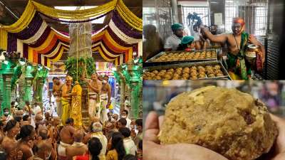 श्रद्धा और मन में अटूट विश्वास लिए, जब कोई भक्त तिरुपति बालाजी मंदिर के दर्शन करने पहुंचता है, तो उसे सिर्फ भगवान का आशीर्वाद ही नहीं मिलता, बल्कि सदियों पुरानी परंपरा का वह पावन प्रसाद भी मिलता है, जिसके एक-एक दाने में इतिहास की खुशबू रची-बसी है। दुनिया के सबसे अमीर इस मंदिर के प्रसिद्ध श्रीवारी लड्डू को आज पूरे 311 साल हो गए हैं। श्रद्धा और मन में अटूट विश्वास लिए, जब कोई भक्त तिरुपति बालाजी मंदिर के दर्शन करने पहुंचता है, तो उसे सिर्फ भगवान का आशीर्वाद ही नहीं मिलता, बल्कि सदियों पुरानी परंपरा का वह पावन प्रसाद भी मिलता है, जिसके एक-एक दाने में इतिहास की खुशबू रची-बसी है। दुनिया के सबसे अमीर इस मंदिर के प्रसिद्ध श्रीवारी लड्डू को आज पूरे 311 साल हो गए हैं।