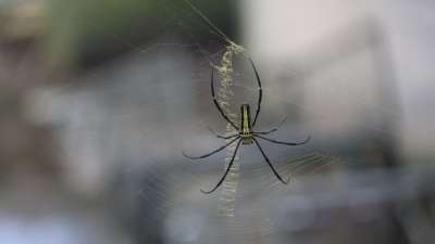 पेपरमिंट ऑयल: मकड़ियों को पेपरमिंट की तेज गंध बिल्कुल पसंद नहीं होती। ऐसे में एक स्प्रे बोतल में पानी लें और उसमें 10-15 बूंदें पेपरमिंट एसेंशियल ऑयल की मिला लें। इसे घर के सभी कोनों, छत के किनारों, खिड़कियों और दरवाजों के पास छिड़कें।
पेपरमिंट ऑयल: मकड़ियों को पेपरमिंट की तेज गंध बिल्कुल पसंद नहीं होती। ऐसे में एक स्प्रे बोतल में पानी लें और उसमें 10-15 बूंदें पेपरमिंट एसेंशियल ऑयल की मिला लें। इसे घर के सभी कोनों, छत के किनारों, खिड़कियों और दरवाजों के पास छिड़कें।