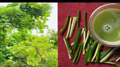 रोग प्रतिरोधक क्षमता बढ़ाए: गिलोय एंटी-ऑक्सीडेंट्स से भरपूर होता है। यह इम्यून सिस्टम को मजबूत करके बार-बार होने वाले सर्दी, जुकाम और मौसमी संक्रमणों से बचाता है।
रोग प्रतिरोधक क्षमता बढ़ाए: गिलोय एंटी-ऑक्सीडेंट्स से भरपूर होता है। यह इम्यून सिस्टम को मजबूत करके बार-बार होने वाले सर्दी, जुकाम और मौसमी संक्रमणों से बचाता है।