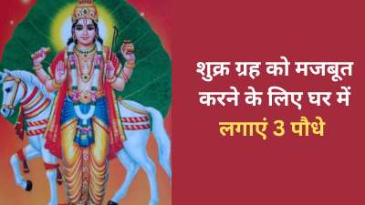 शुक्र ग्रह को भौतिक सुखों का कारक माना जाता है। प्रेम, सौंदर्य और धन के कारक शुक्र ग्रह ही हैं। ऐसे में शुक्र को मजबूत करने के लिए और शुक्र ग्रह के शुभ परिणाम पाने के लिए आपको घर में कुछ पौधे लगाने चाहिए। आज इन्हीं पौधों के बारे में हम आपको जानकारी देंगे। शुक्र ग्रह को भौतिक सुखों का कारक माना जाता है। प्रेम, सौंदर्य और धन के कारक शुक्र ग्रह ही हैं। ऐसे में शुक्र को मजबूत करने के लिए और शुक्र ग्रह के शुभ परिणाम पाने के लिए आपको घर में कुछ पौधे लगाने चाहिए। आज इन्हीं पौधों के बारे में हम आपको जानकारी देंगे।