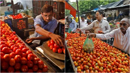 टमाटर हो गये सस्ते, रिटेल कीमतों में आई 22.4% की गिरावट, जानिए लेटेस्ट भाव