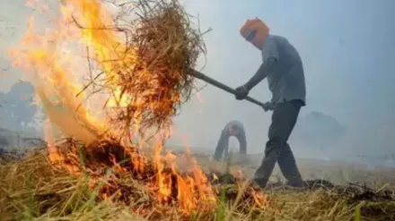 पंजाब में पराली जलाने का बना नया रिकॉर्ड, एक दिन में सबसे ज्यादा 587 मामले दर्ज