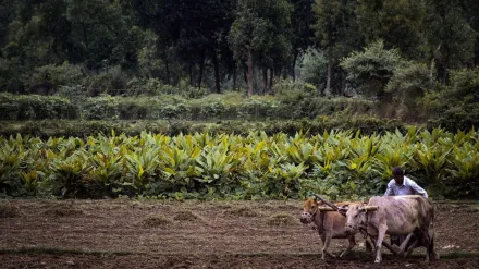 किसान दिवस: देश के किसानों की आय में कितनी हुई बढ़ोतरी, अन्नदाताओं के लिए कितने बदले हालात