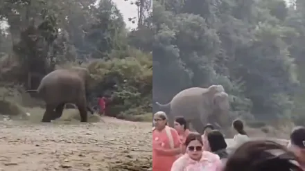 पिकनिक मनाने गए लोगों को देख भड़का हाथी, पीछा कर मारने दौड़ा, देखें Video