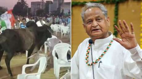 गुजरात में अशोक गहलोत की सभा में घुस गया सांड, जानें राजस्थान के CM ने फिर क्या कहा