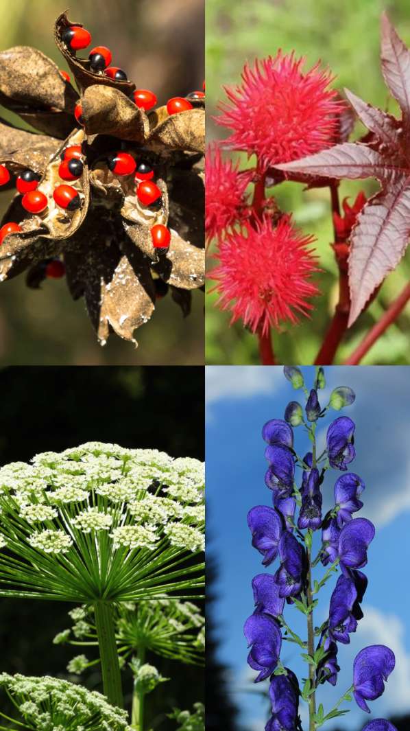 दुनिया के 5 सबसे खतरनाक पौधे और फूल