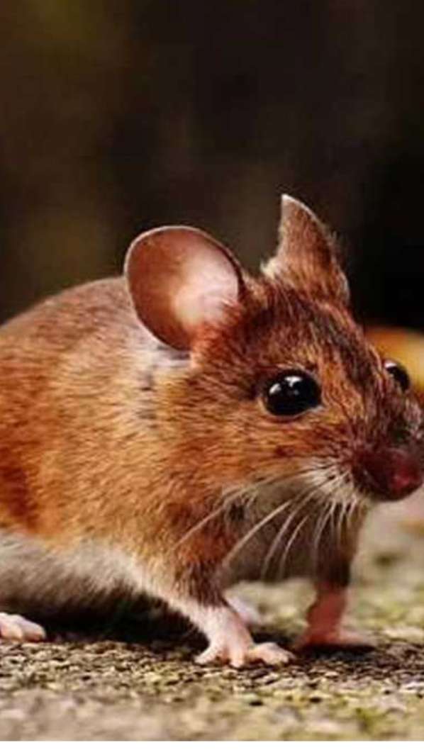 Rid Of Rats: क्या आप भी हैं चूहों से परेशान, तो अपनाएं ये आसान टिप्स 