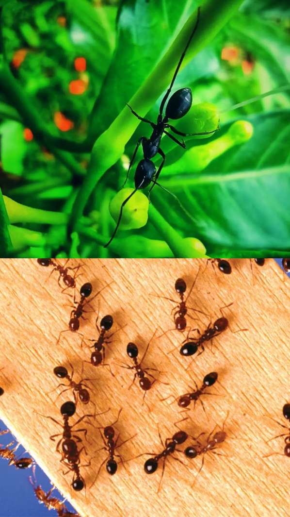घर में लाल या काली चींटी निकलना शुभ या अशुभ?