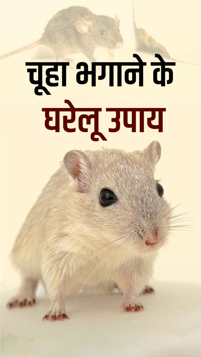 How To Get Rid Of Rat: घर में चूहों का फैला है आतंक तो इन घरेलू नुस्खों ...