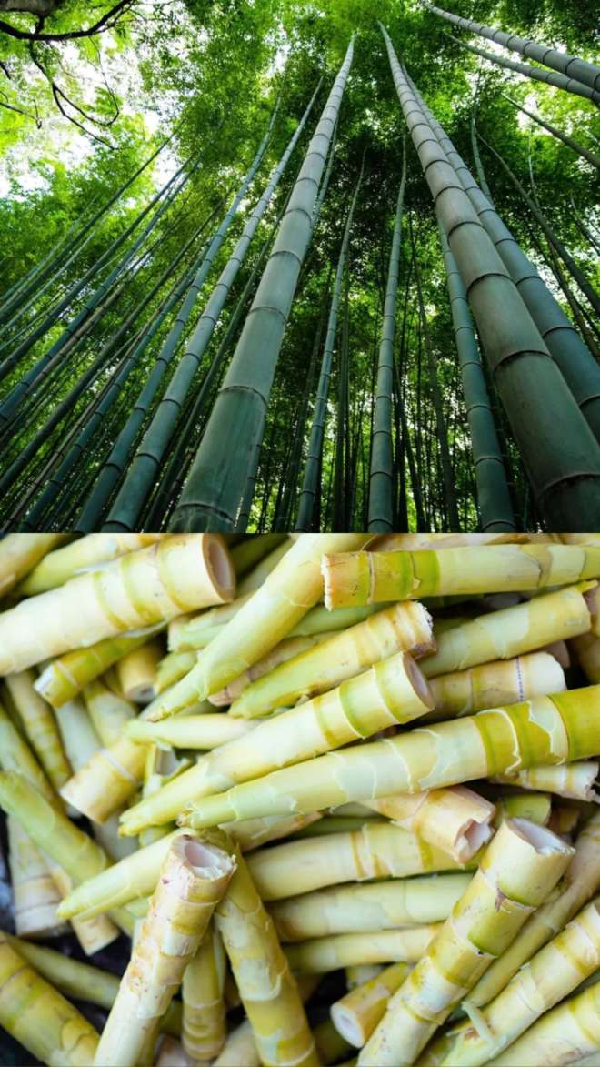 World Bamboo Day डायबिटीज से लेकर बवासीर तक, इन 9 कारणों से खाएं बांस