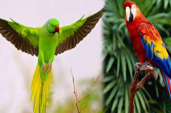 how to keep parrot pics at home according to vastu sastra india tv hindi news how to keep parrot pics at home according to vastu sastra india tv hindi news