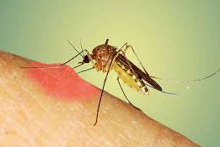 World Mosquito Day: मच्छर के काटने से मलेरिया ...