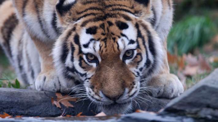 Tiger in New York Tests Positive For Coronavirus - अमेरिका ...