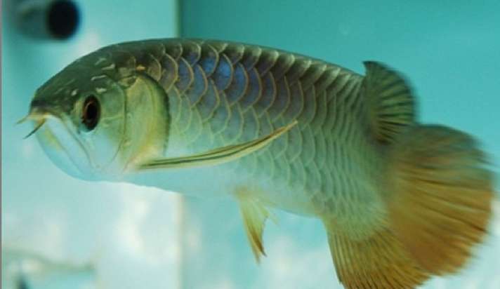 Vastu Tips Fish Place Asian Arowana Fish In East Or North East Direction For Money Luck And Happiness Vastu Tips घर क उत तर प र व द श म रख यह मछल स ख सम द ध म ह ग व द ध