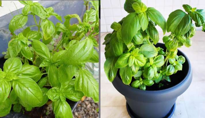 नैचुरल तरीके से पेट की चर्बी कम करने में कारगर है तुलसी, बस ऐसे करें सेवन - India TV Hindi