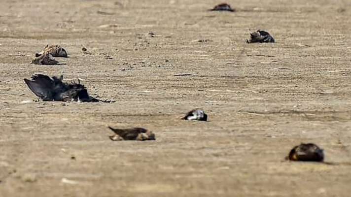 Bird flu virus in Rajasthan and Madhya Pradesh, govt sounds alert - Covid-19  के बीच इन दो राज्यों में फैला एक और खतरनाक वायरस, पेड़ से गिर रहे मरे हुए  कौवे, मचा