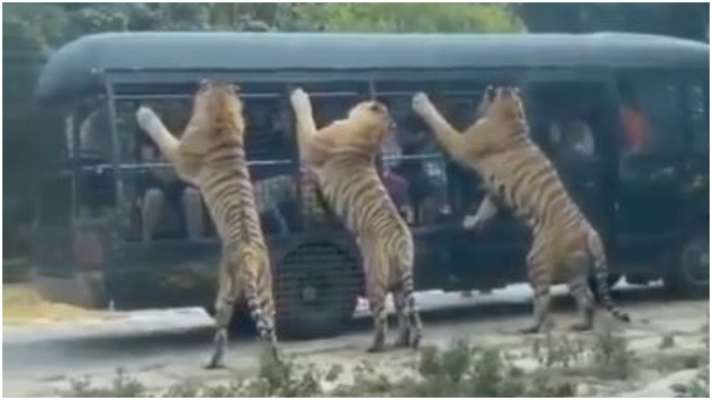 Three tigers climbed on tourist car see viral video VIRAL             - India TV Hindi News