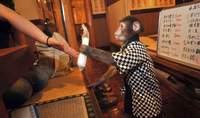 monkey waiter, tokyo