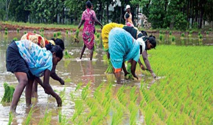 खरीफ सीजन में धान बुवाई का रकबा 4.5 प्रतिशत बढ़ा, 24 प्रतिशत अधिक क्षेत्र में हुई दलहन की बुवाई खरीफ सीजन में धान बुवाई का रकबा 4.5 प्रतिशत बढ़ा, 24 प्रतिशत अधिक क्षेत्र में हुई दलहन की बुवाई- India TV Paisa